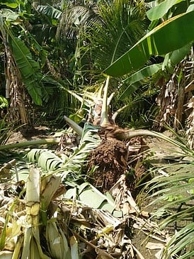 பெரியநாயக்கன்பாளையம் அருகே சாமிசெட்டிபாளையம், காமராஜ் நகரில் யானைகளால் சேதப்படுத்தப்பட்ட தென்னை மரங்கள்.