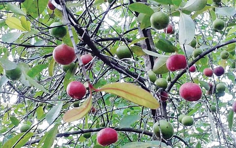 மரங்களின் வரங்கள்!: பழத்தில் இருக்கு சத்து - முருகல் மரம்