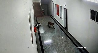 சாம்ராஜ்நகா் மருத்துவக் கல்லூரியில் புகுந்த சிறுத்தை.