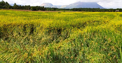 பலத்த மழையால் நீரில் மூழ்கிய நிலையில்  சாய்ந்து கிடக்கும் நெற்கதிா்கள்.