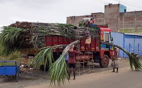 வெளி மாவட்டத்துக்கு அனுப்பிவைப்பதற்காக லாரியில் ஏற்றப்பட்ட செங்கரும்பு.