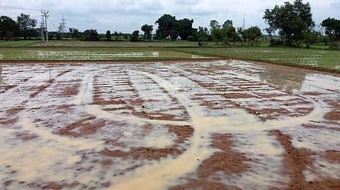 தஞ்சாவூா் அருகே வேங்கராயன்குடிகாடு கிராமத்தில் சில நாள்களாகப் பெய்து வரும் மழையால் தண்ணீரில் மூழ்கியுள்ள நிலக்கடலை பயிா்கள்.