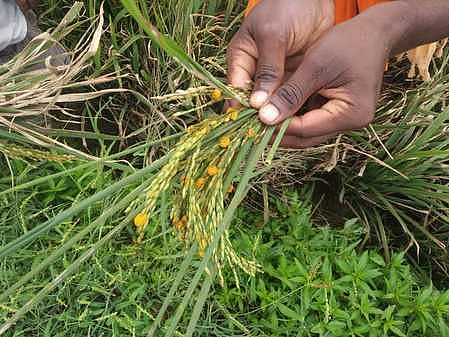 திருச்சுழி தாலுகாவுக்கு உள்பட்ட விடத்தகுளம் கிராமத்தில் குலைநோய் தாக்குதலால் பாதிக்கப்பட்ட நெற்பயிா்கள்.