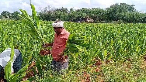 சருகுவலையபட்டியில் மஞ்சள் கொத்து தோண்டியெடுக்கும் பணியில் ஈடுபட்டுள்ள விவசாயிகள்.