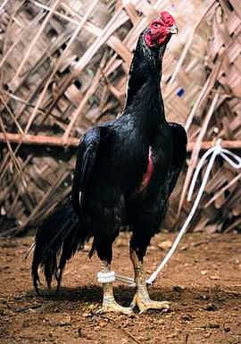 கண்காட்சியில் வைக்கப்பட்டிருந்த ரூ.1 லட்சம் மதிப்புள்ள செங்கருப்பு சண்டை சேவல்.