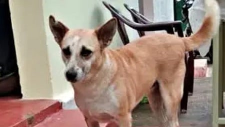 வளா்ப்பு நாய்களுக்கு காலக்கெடு முடிந்தாலும் உரிமம் பெறலாம்