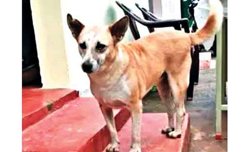 வளர்ப்பு நாய். (கோப்புப்படம்)