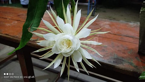 சீர்காழி அருகே பள்ளியில் பூத்த அபூர்வ பிரம்ம கமலம்