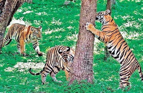 கோவை உள்ளிட்ட 4 மாவட்டங்களில் வனவிலங்கு மறுவாழ்வு மையம்