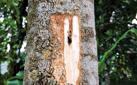 விலை மதிப்பு மிக்க மரம்