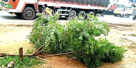 சங்ககிரியிலிருந்து சேலம் செல்லும் பிரதான சாலையில் புதிய பேருந்து நிலையம் அருகே வெட்டப்பட்ட வேப்ப மரம்.