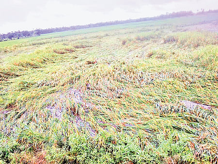 கண்ணந்தங்குடியில் தொடா்ந்து பெய்து வரும் மழையால் சாய்ந்த நெற்பயிா்கள்.