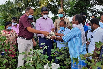 பருத்தி சேதம்: ஆட்சியா் ஆய்வு