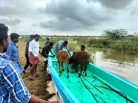 ஆற்றின் நடுப்பகுதியில் மேய்ந்து கொண்டிருந்த பசு மாடுகளை அதன் உரிமையாளர்கள் உதவியுடன் படகுகளில் ஏற்றி கரை கொண்டு வந்தனர். 