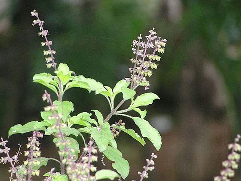 துளசி