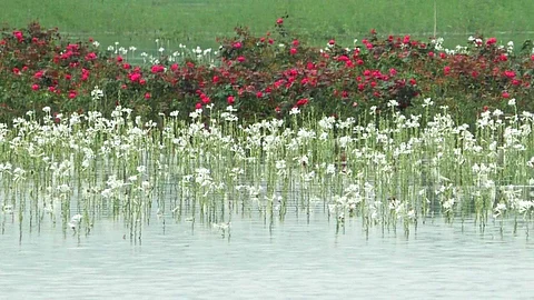 மோரணம் கிராமத்தில் மழை வெள்ளத்தில் மூழ்கியுள்ள  பூந்தோட்டப் பயிர்கள்.