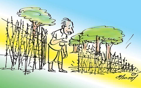 முத்துக்கதை: காலம் கனியட்டும்!