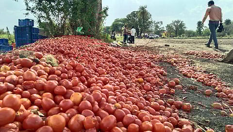 பண்ணைப் பசுமை கடைகளில் தக்காளி விற்பனை: கிலோ ரூ.85 - ரூ.100