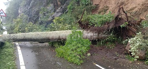 போடிமெட்டு மலைச்சாலையில் விழுந்த பெரிய மரம்.