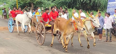 கம்பம் பகவதி அம்மன் கோயில் திருவிழாவை முன்னிட்டு கம்பம் மெட்டு சாலையில் நடைபெற்ற இரட்டை மாட்டு வண்டி எல்கை பந்தயத்தில் பங்கேற்ற மாடுகள்.