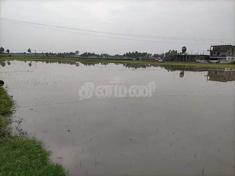 காவிரிப் பாசன பகுதிகளில் கடந்த சில தினங்களாக பெய்து வரும் தொடர் மழைநீரில் மூழ்கிய நெல் வயல்கள்.