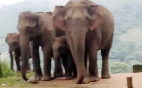 ஹைவேவிஸ் - மேகமலைக் கிராமத்தில் உலாவும் யானைக் கூட்டம்