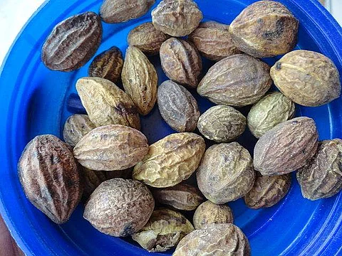 சுகம் தரும் சித்த மருத்துவம்: ‘மூல நோய்’ வேதனையை வேரறுக்கும் ‘கடுக்காய்’