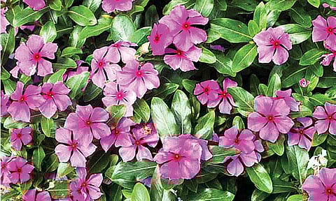 நித்தியகல்யாணியின் மருத்துவ குணங்கள்!