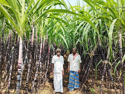 ஊத்தங்கரை அருகே வீரியம்பட்டி பிரிவு சாலையில் உள்ள தோட்டத்தில் விற்பனைக்கு தயாா் நிலையில் உள்ள செங்கரும்பு.