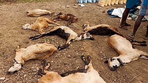 பிரதிப் படம்