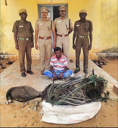 கடலாடி அருகே விஷம் வைத்து மயில்களை கொன்றவரை புதன்கிழமை கைது செய்த வனக் காவலா்கள்.