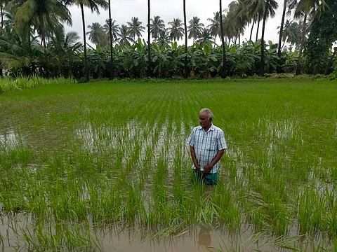 கனமழையால் பூலாம்பட்டி பகுதியில் நெல்வயல்கள் மழை நீரில் மூழ்கியுள்ள காட்சி