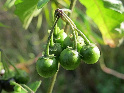 சுகம் தரும் சித்த மருத்துவம்: மனச் சோர்வினை போக்கும் ‘மணத்தக்காளி கீரை’