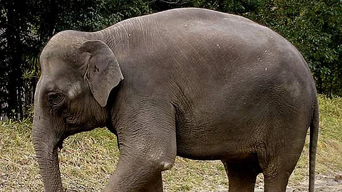 CEO Trampled To Death By Elephant 