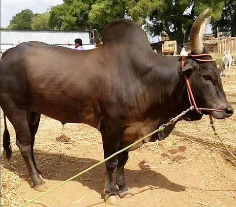 காங்கயம் காளை