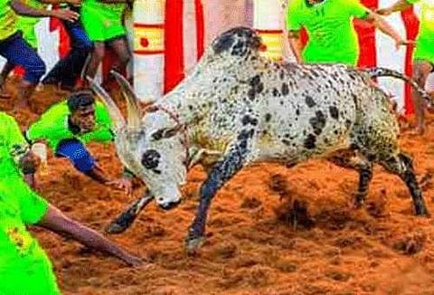 காளையர்களுக்கு சிம்ம சொப்பனமாக விளங்கிய புதுக்கோட்டை காவல் ஆய்வாளர் அனுராதாவின் புகழ் பெற்ற ராவணன் காளை.