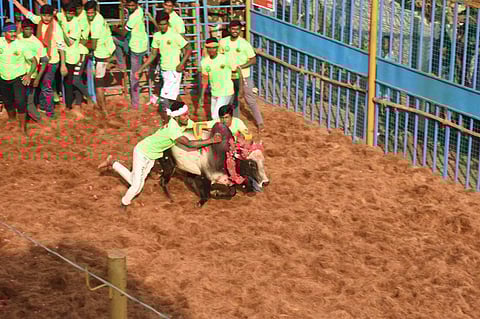 தஞ்சாவூர் அருகே மாதாகோட்டையில் ஜல்லிக்கட்டு