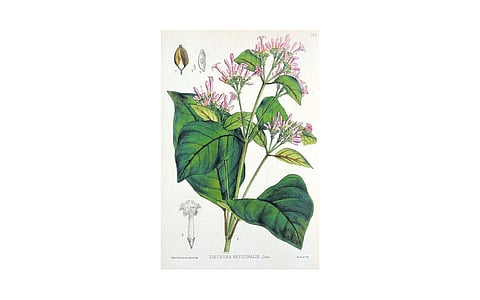 மரங்களின் வரங்கள்!: சின்கோனா மரம்!