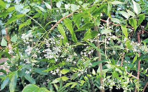 ஆயுள் காக்கும் ஆயுர்வேதம்:  தோலில்  தஞ்சமடைந்த சூடு!