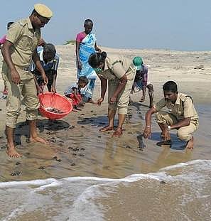 பிச்சாவரத்தில் ஆமைக் குஞ்சுகளை பாதுகாப்பாக கடலில் விடுவித்த வனத் துறையினா்.