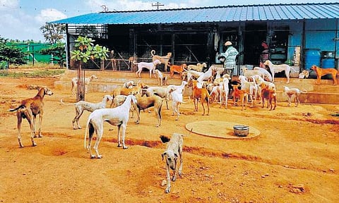 வாயில்லா ஜீவன்களே உயிர் நாடி!