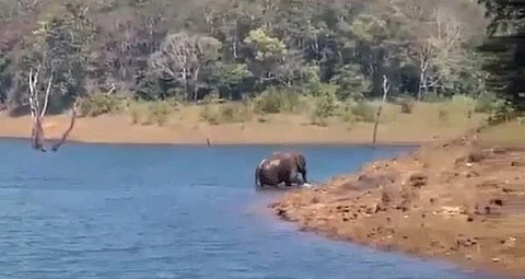 தேக்கடி ஏரியில் படகு சவாரியின் போது கரையை கடக்கும் யானை.