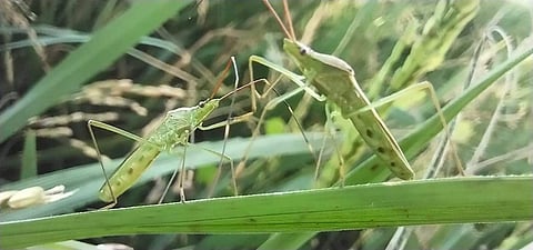 விவசாயத்தை அழித்து வரும் வெட்டுக்கிளிகள்