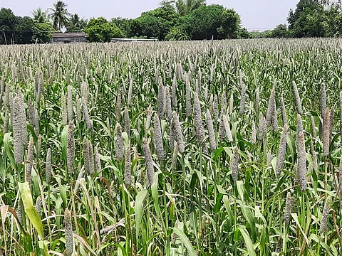 குறிஞ்சிப்பாடி பகுதியில் அறுவடைக்கு தயாராக உள்ள கம்பு பயிா்கள் (கோப்புப்படம்)