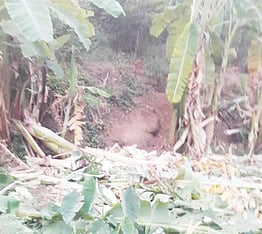 மோடிகுப்பம்  அருகே  யானைகளால்  சேதப்படுத்தப்பட்ட  வாழை  மரங்கள்.