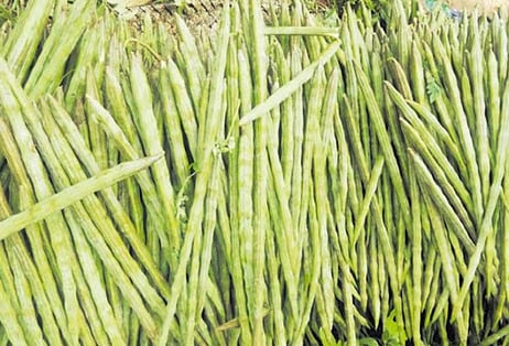 வெள்ளக்கோவிலில் 2 டன் முருங்கைக்காய் வரத்து