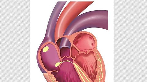 இயற்கை மருத்துவத்தில் சிறுநீரக செயலிழப்புக்கு தீா்வு: ஆய்வில் தகவல்