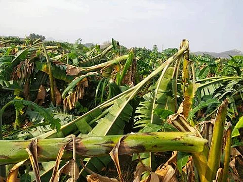 பெரியகுளம் பகுதியில் வியாழக்கிழமை மாலை வீசி சூறை காற்றுடன் பெய்த மழையில் 200க்கும் மேற்பட்ட ஏக்கரில் பயிரிடப்பட்டிருந்து வாழைகள் சேதமடைந்துள்ளது. 