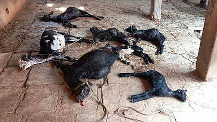 காங்கயம் அருகே வெறி நாய்கள் கடித்து 14 ஆடுகள் உயிரிழப்பு