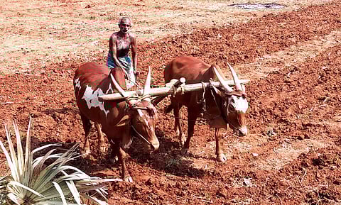 50 ஆண்டுகளாக காளைகளை பூட்டியே உழவு செய்யும் விவசாயி
